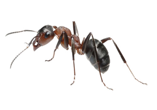 ant2