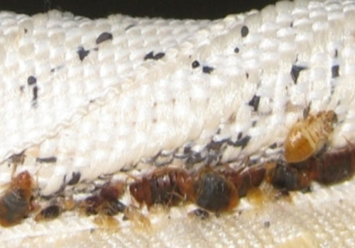 bed-bugs1