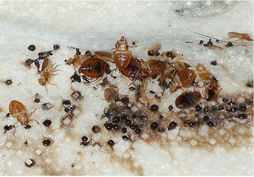 bed-bugs2