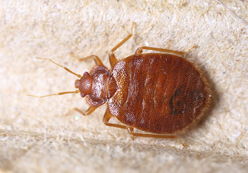 bed-bugs5