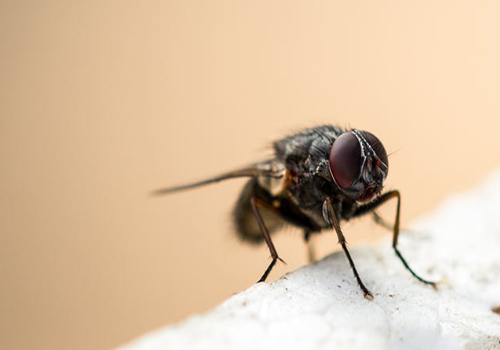 housefly3