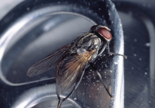 housefly4