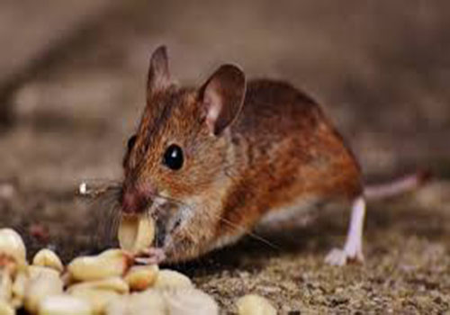 rodent2