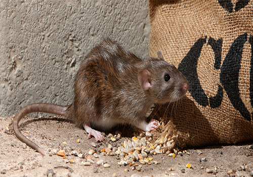 rodent2