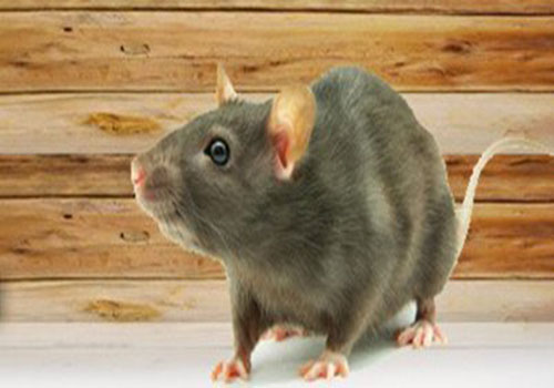 rodent3