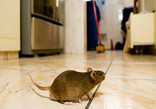 rodent4