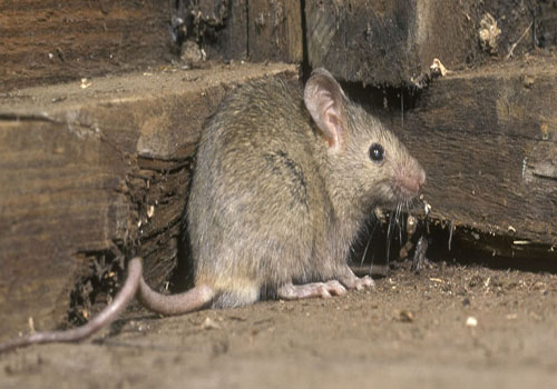 rodent5