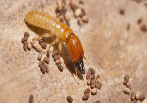 termite4