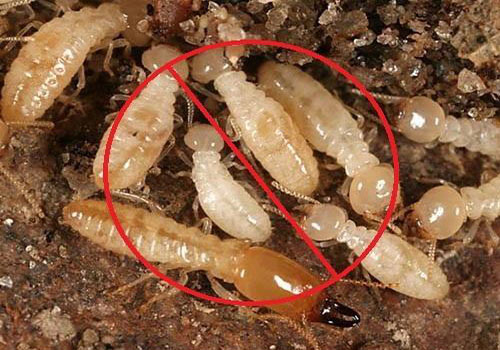 termite5