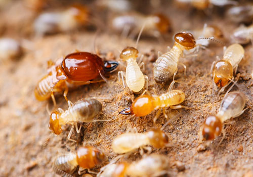 termite6