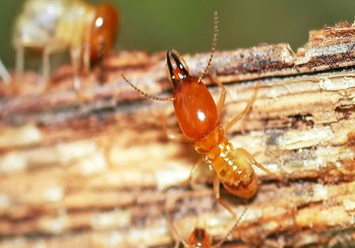 termite7