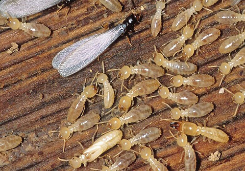 termites
